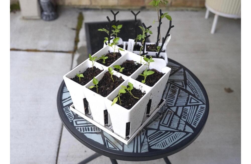 Seedling Starter Planter Set with Drainage Tray For Herbs & Vegetables